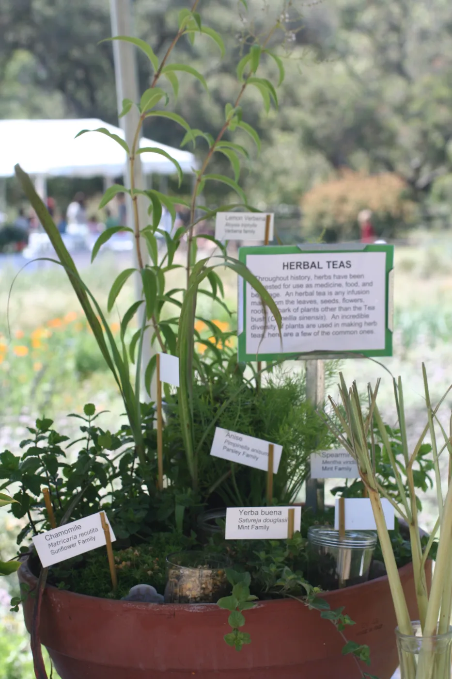 Intoxicating Plants display, SBBG Bio Blitz, 2007