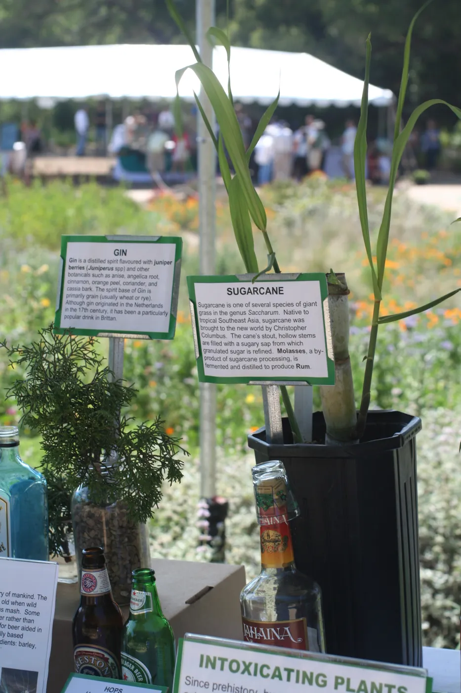 Intoxicating Plants display, SBBG Bio Blitz, 2007