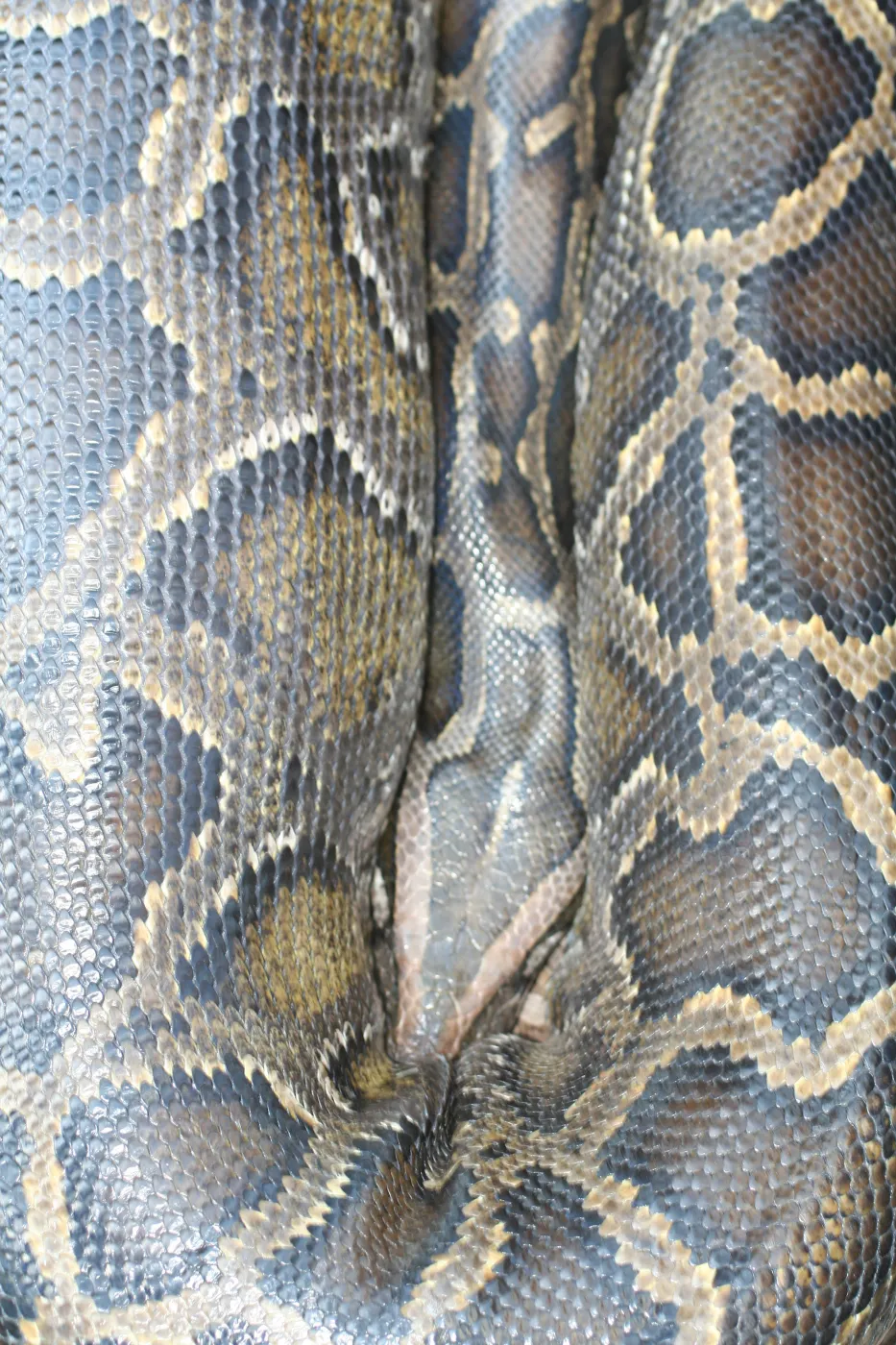 boa constrictor, SBBG Bio Blitz, 2007
