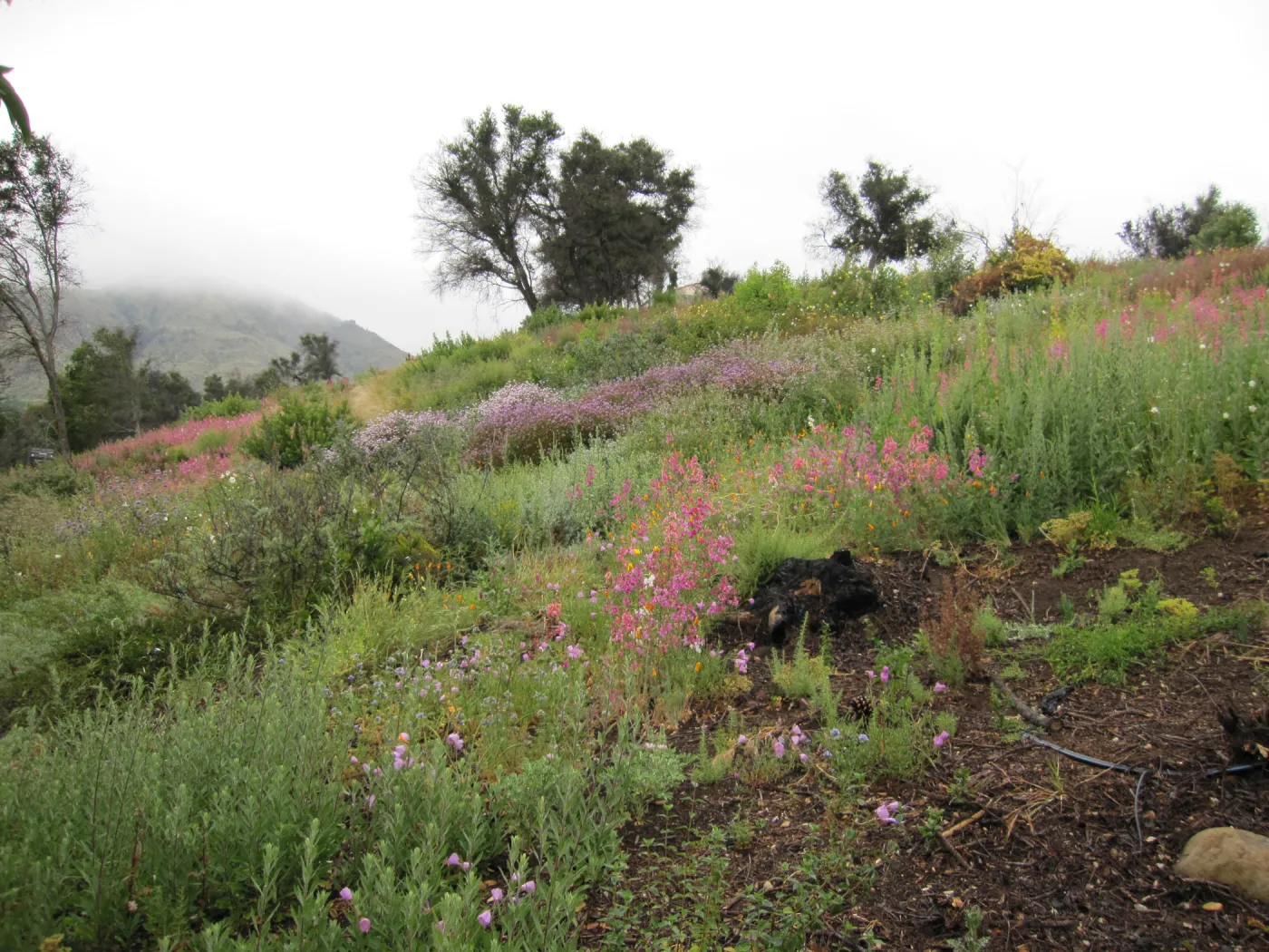 wildflowers on th Porter Trail, one year after the Jesusita Fire
