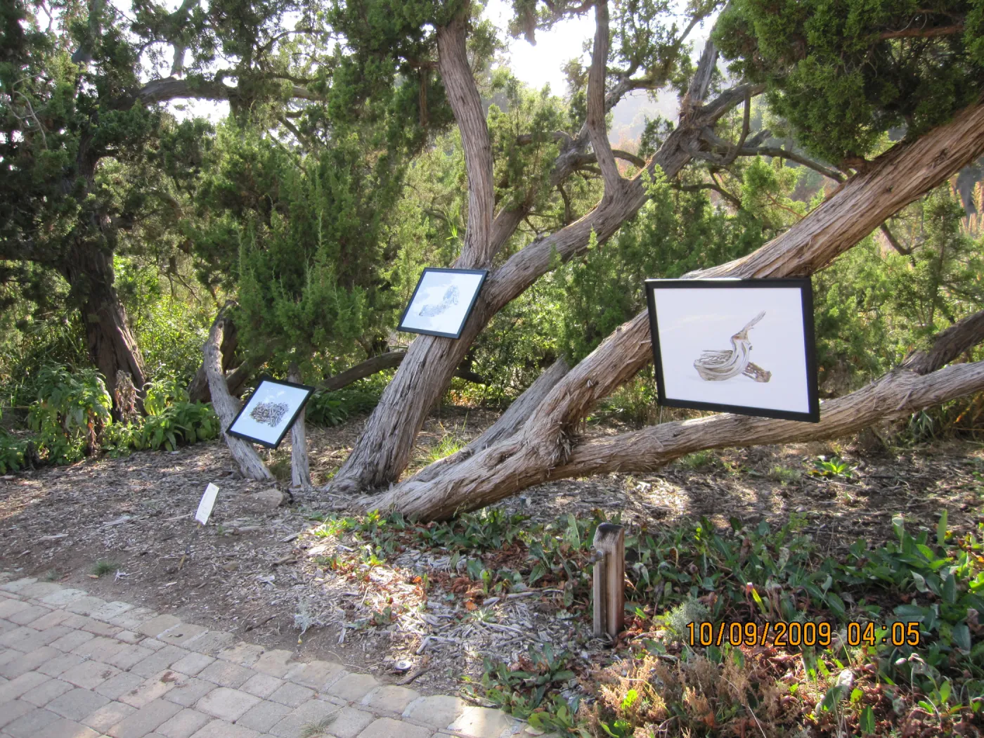 Art From Ashes art exhibit, after the Jesusita Fire