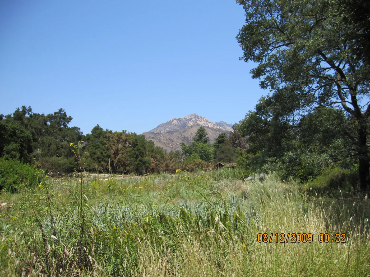 Meadow