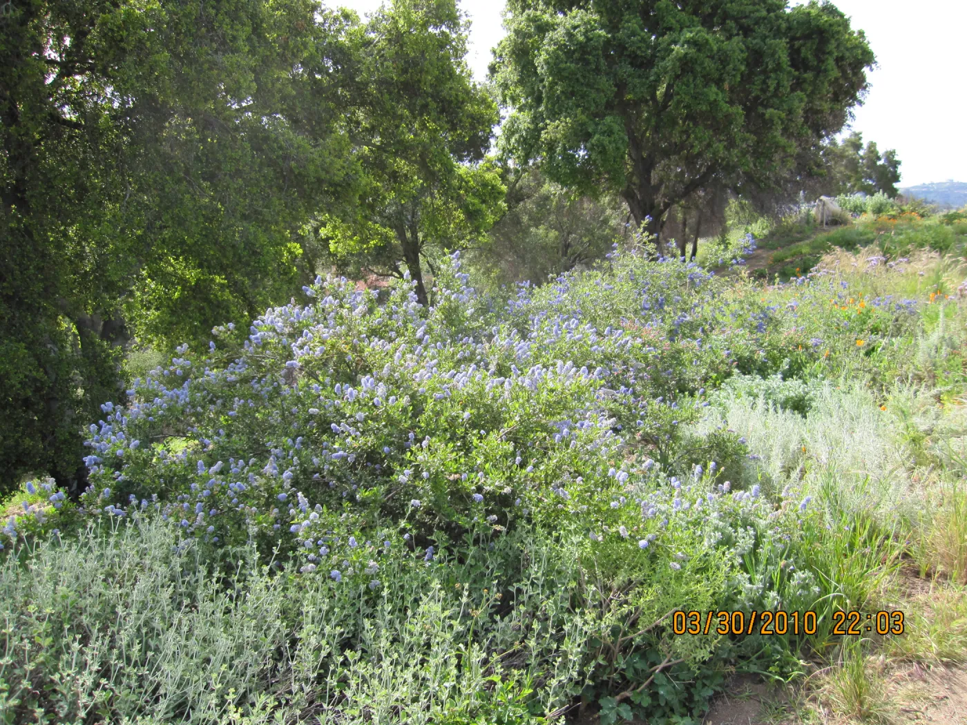 Porter Trail wildflowers, after the Jesusita Fire