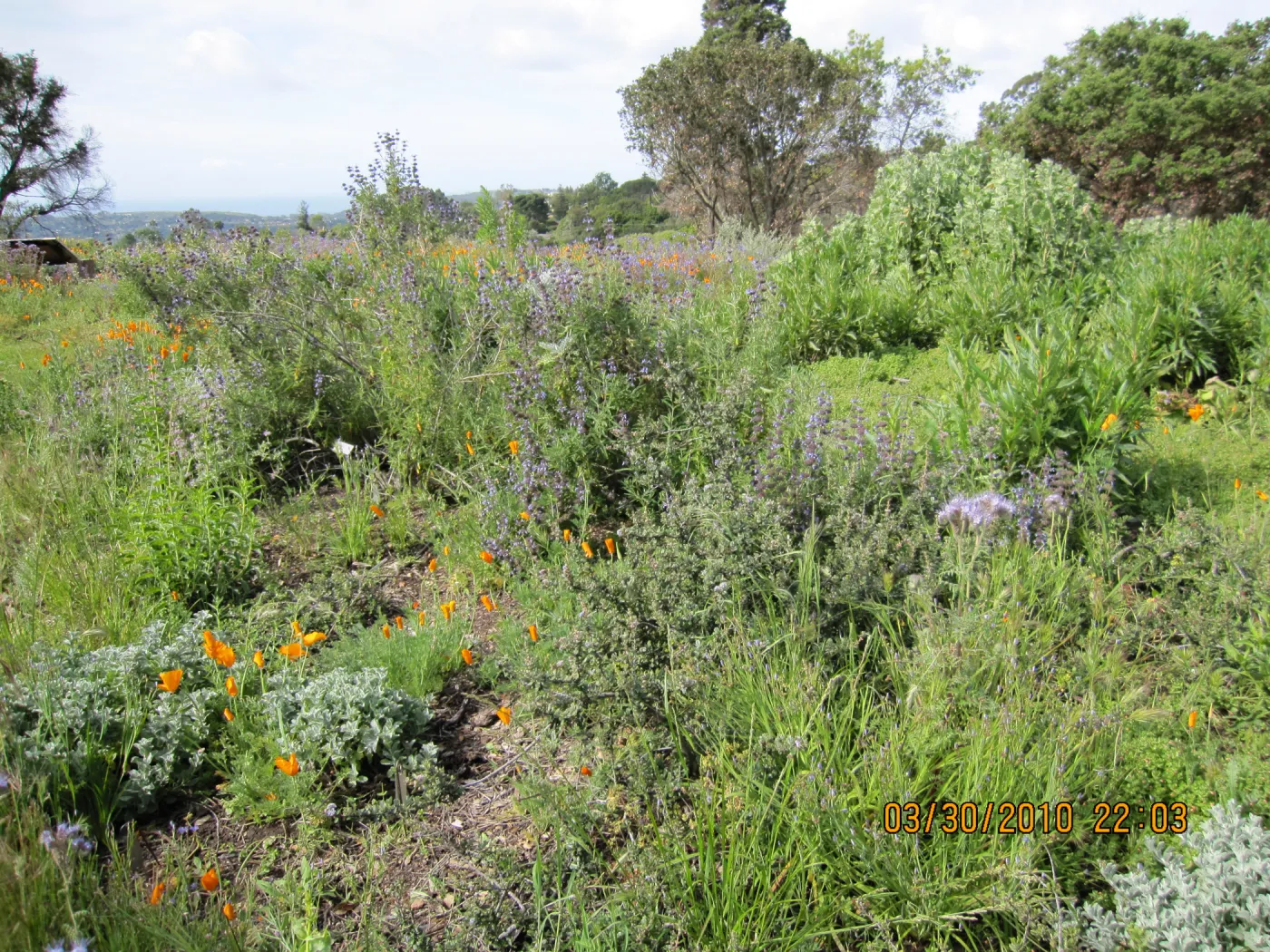 Porter Trail wildflowers, after the Jesusita Fire