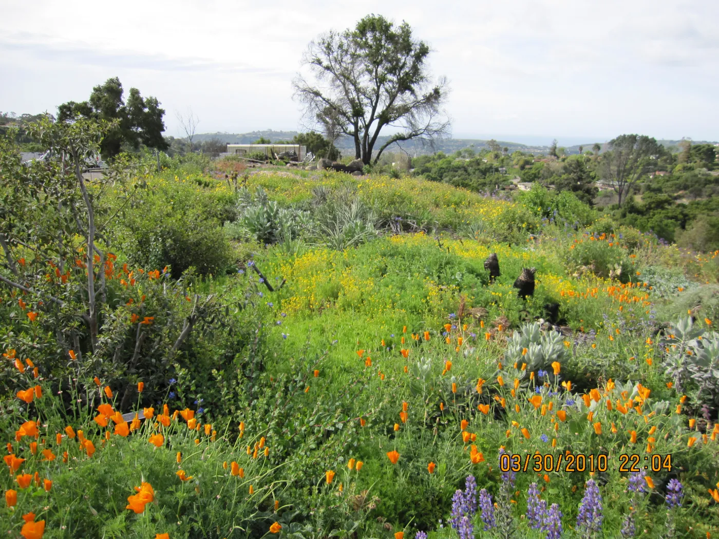 Porter Trail wildflowers, after the Jesusita Fire