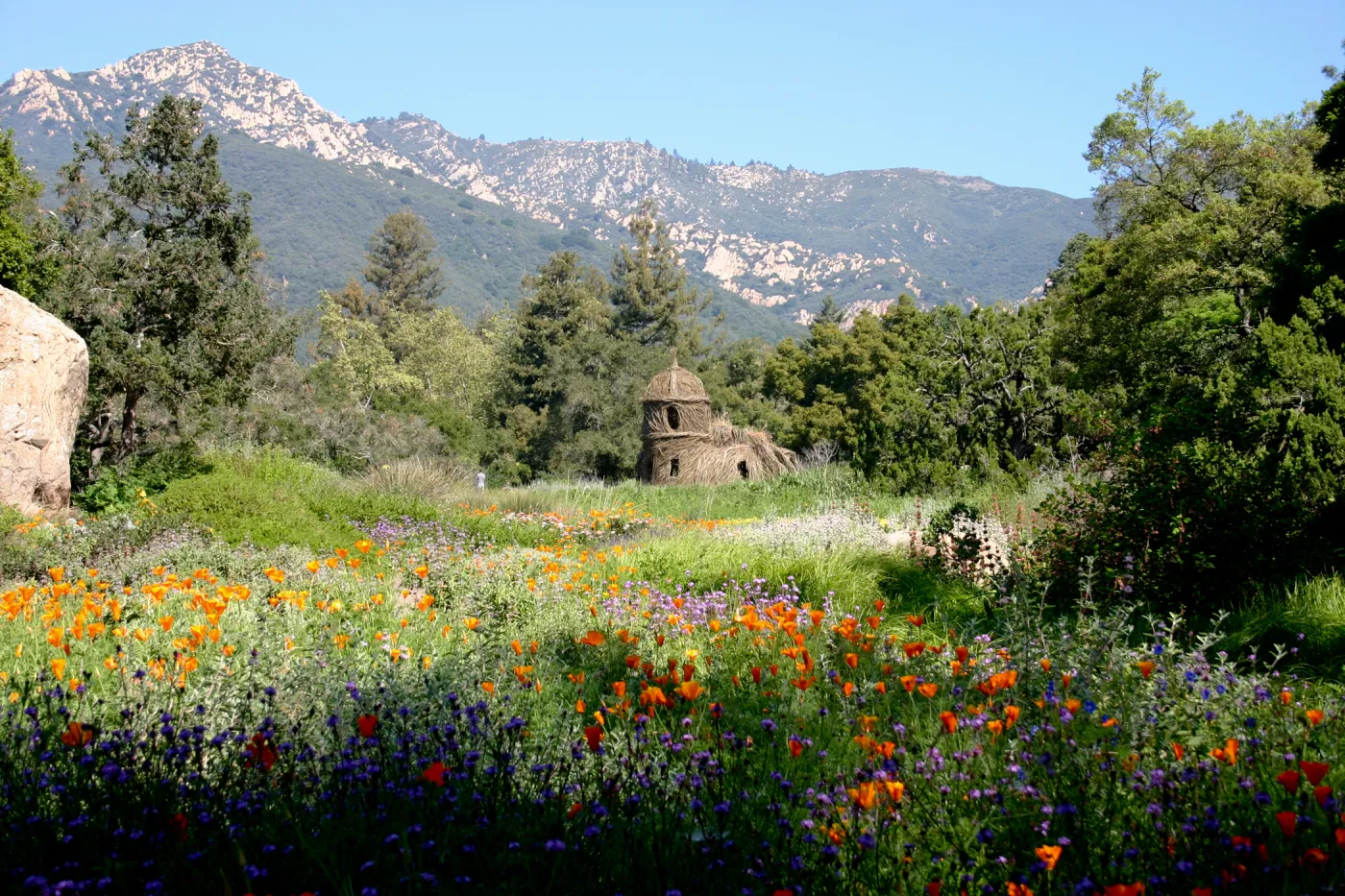 Toad Hall, wildflowers in the Meadow
