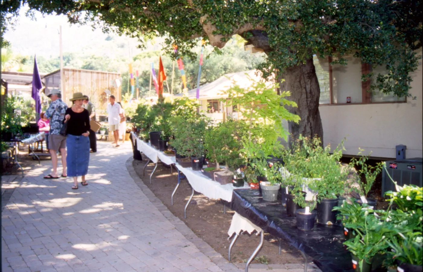 Bonsai Show at SBBG