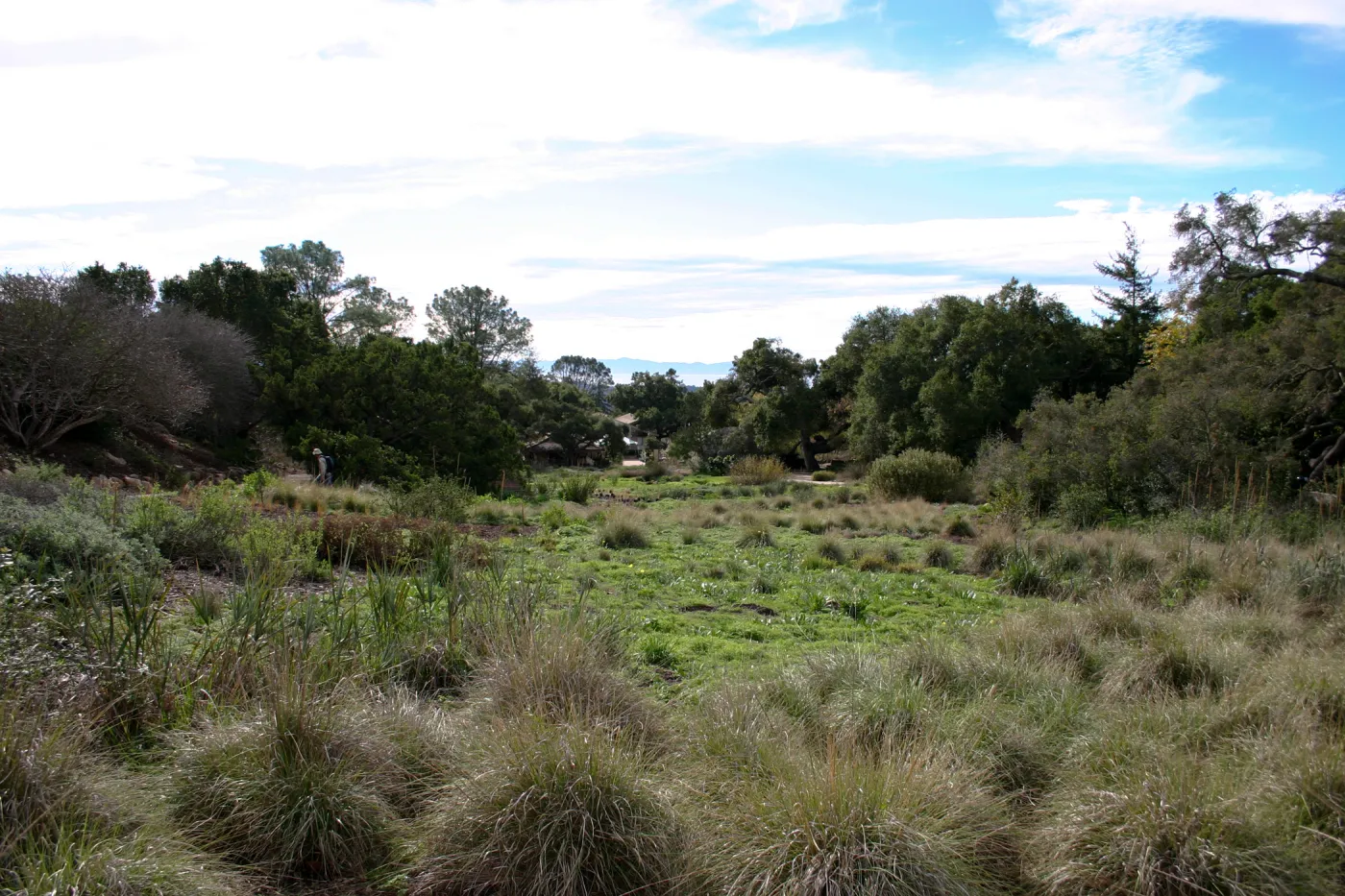 Meadow view to Santa Cruz Island