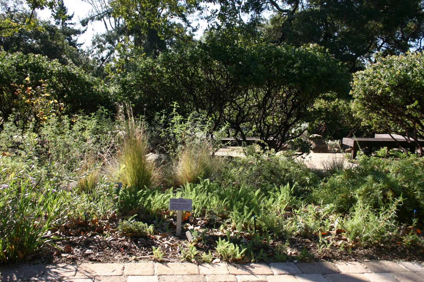 Common yarrow, Home Demonstartion Garden border planting