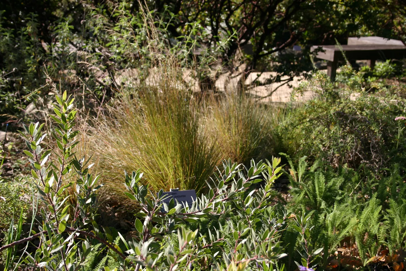 Aristida purpurea, Home Demonstartion Garden border planting