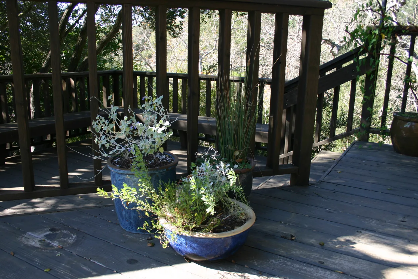 potted plants on the Home Demonstration Deck