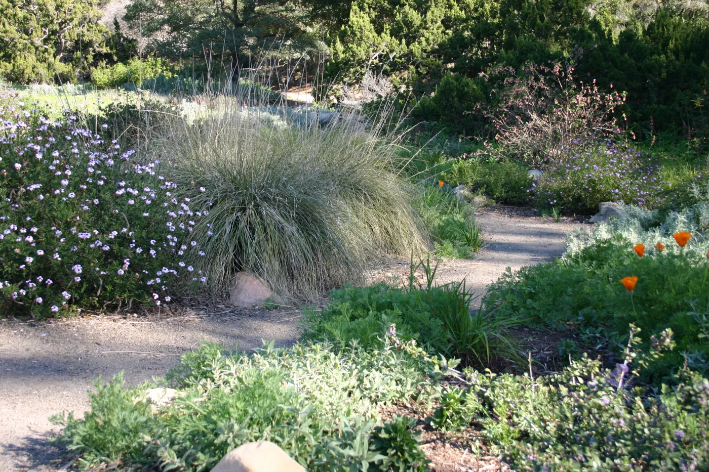 Ground Cover Display, lower Meadow Section