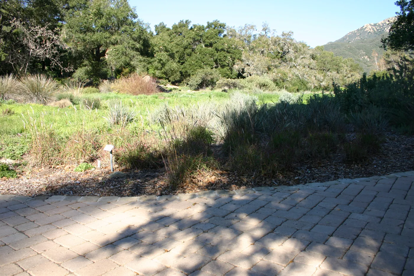 Ground Cover Display, lower Meadow Section