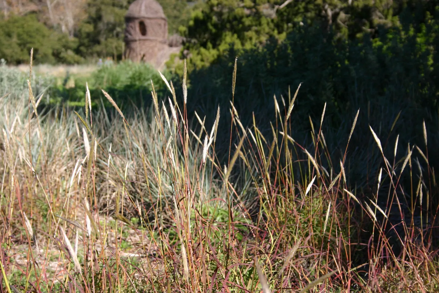 Meadow grasses with Toad Hall in the background