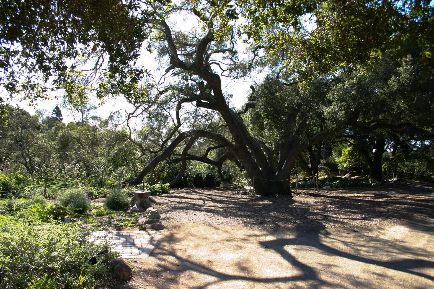 the Meadow Oaks