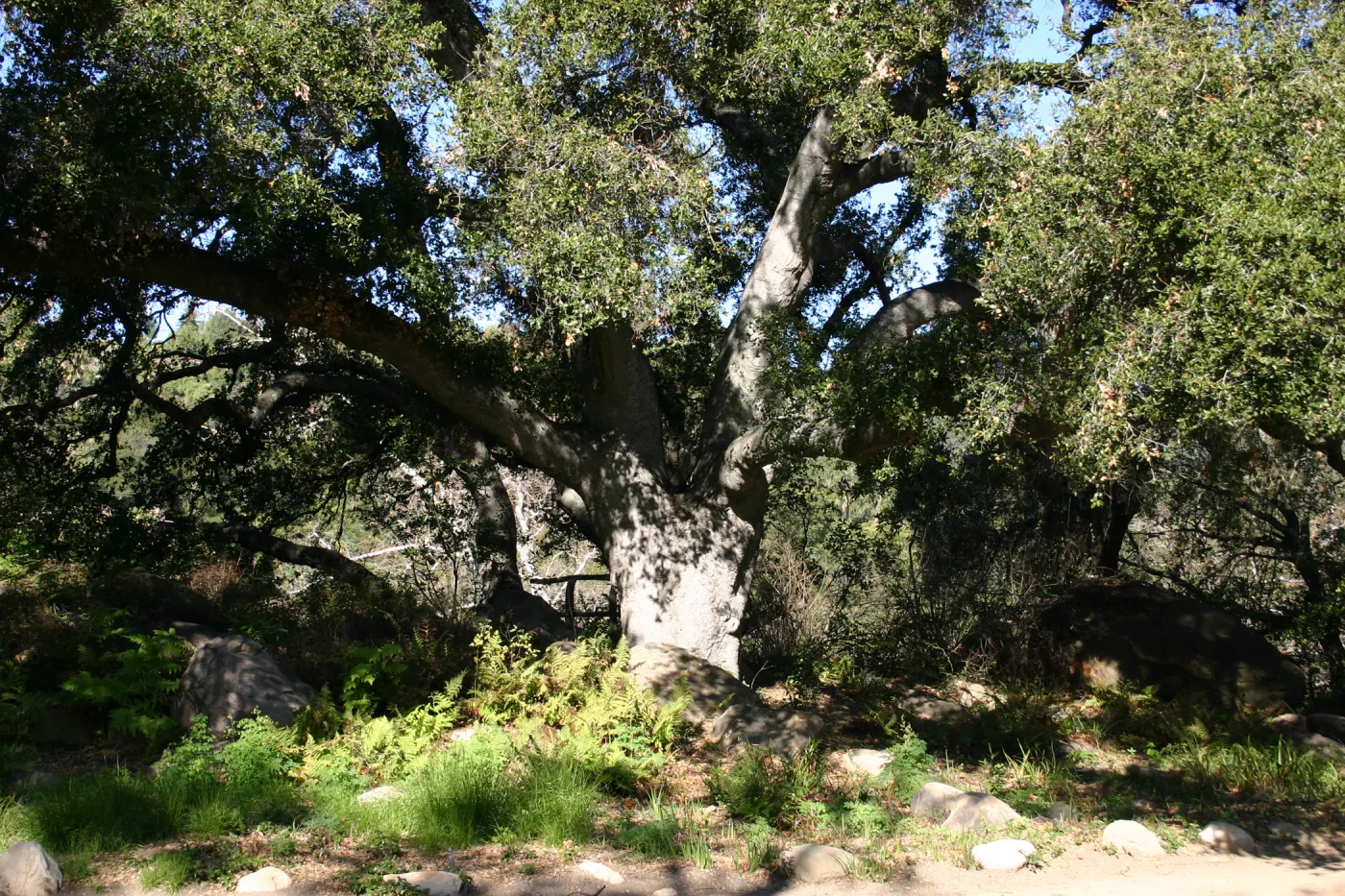 the Meadow Oaks