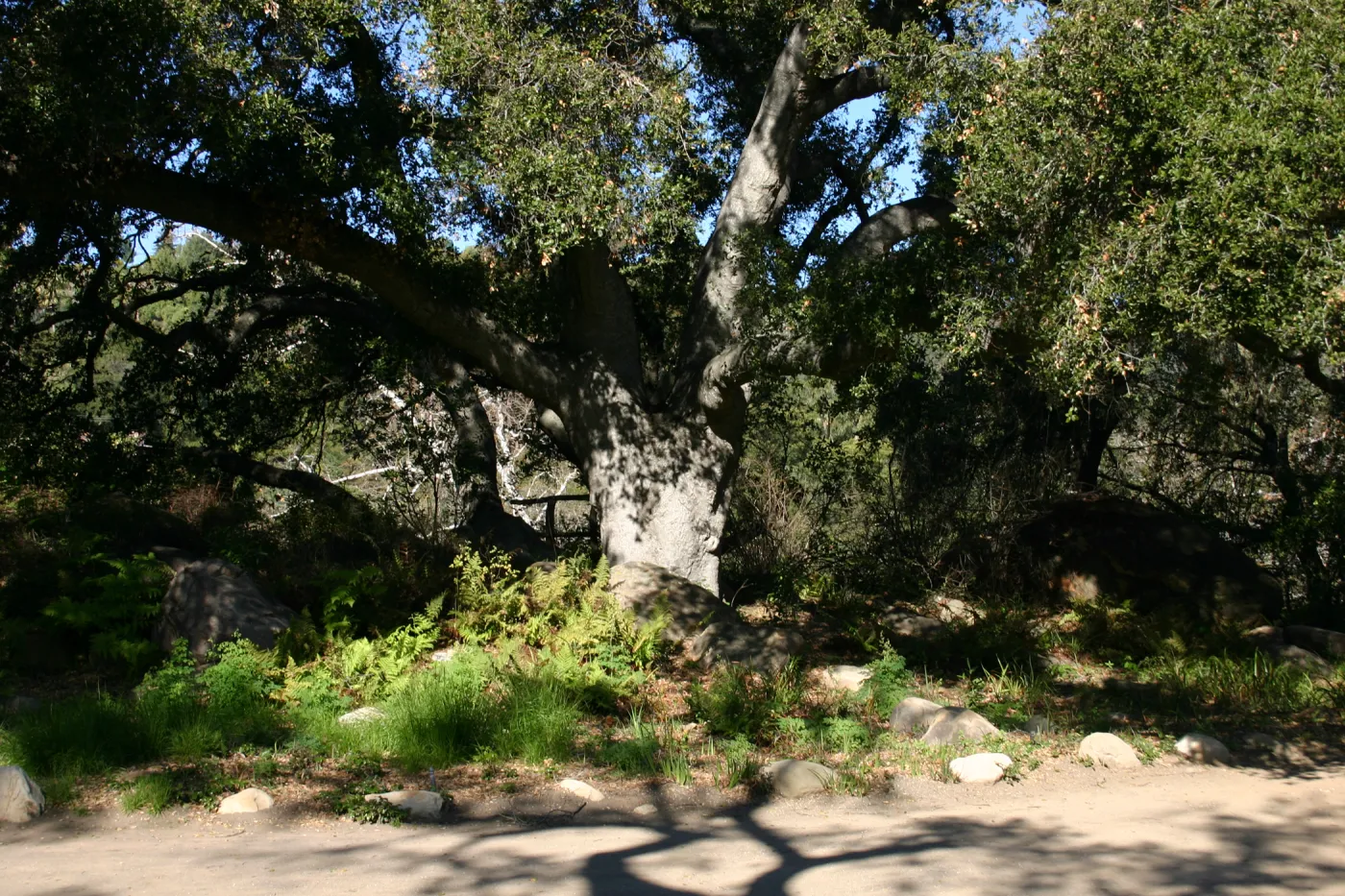 the Meadow Oaks