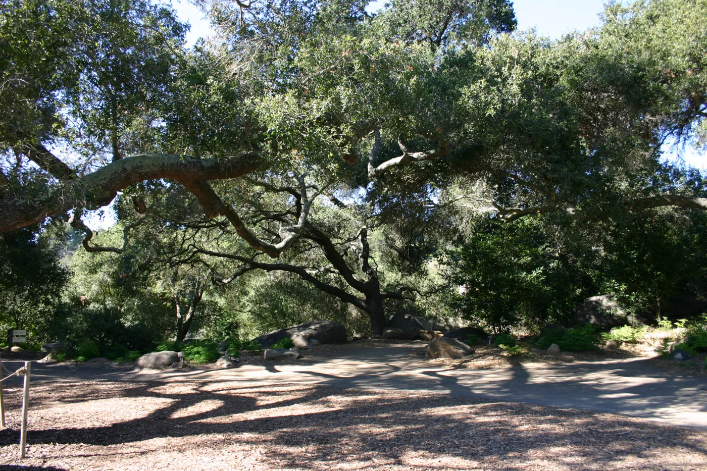 the Meadow Oaks