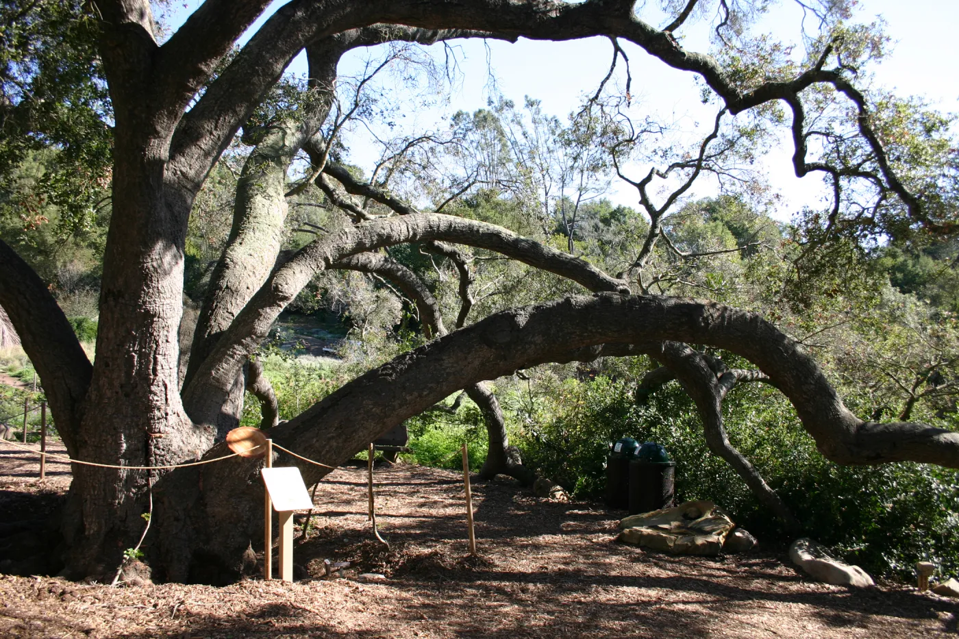 the Meadow Oaks