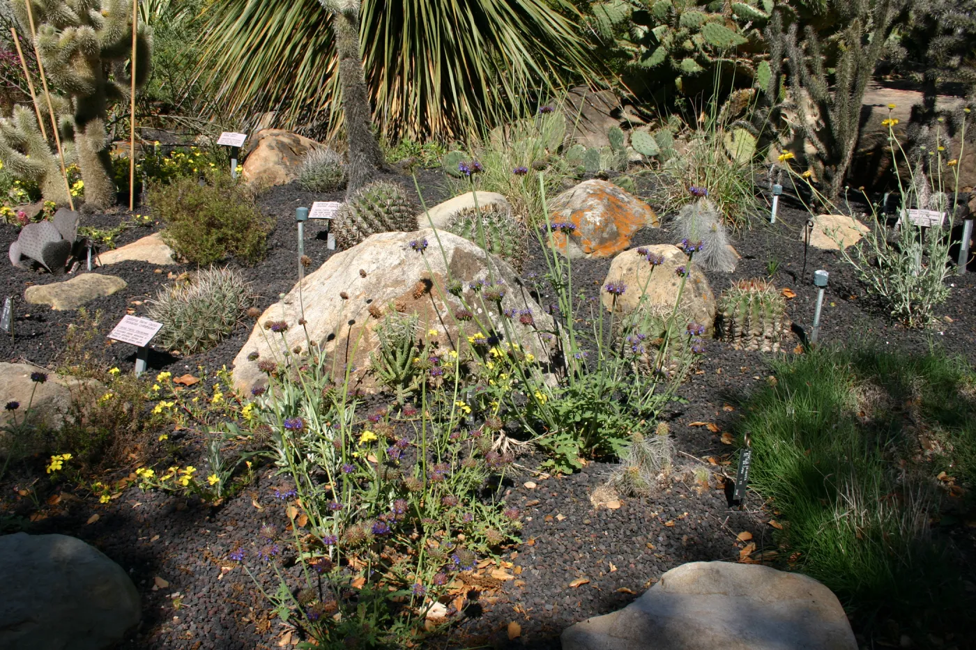 Desert Section, lava rock gravel