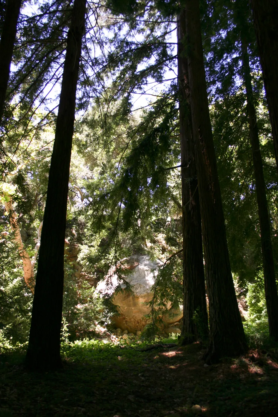 SBBG Redwood Section