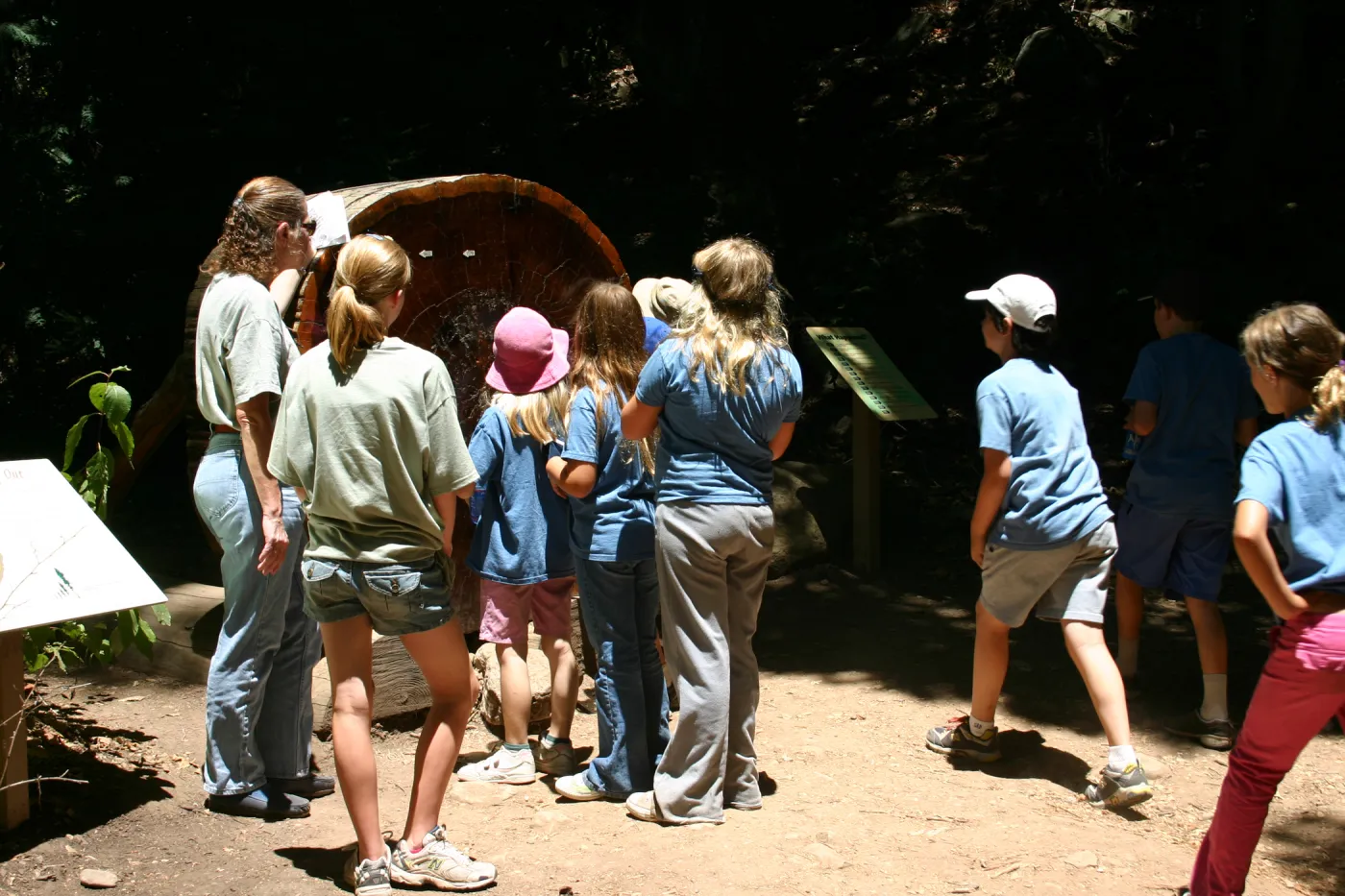 SBBG Nature Camp, 2006, examining the redwood cross-section with Joan Evans