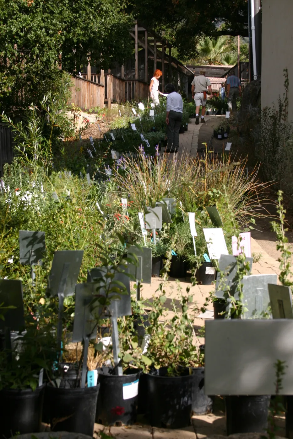 staff and volunteers setting up along the Herbarium building path, Fall Plant Sale, 2006