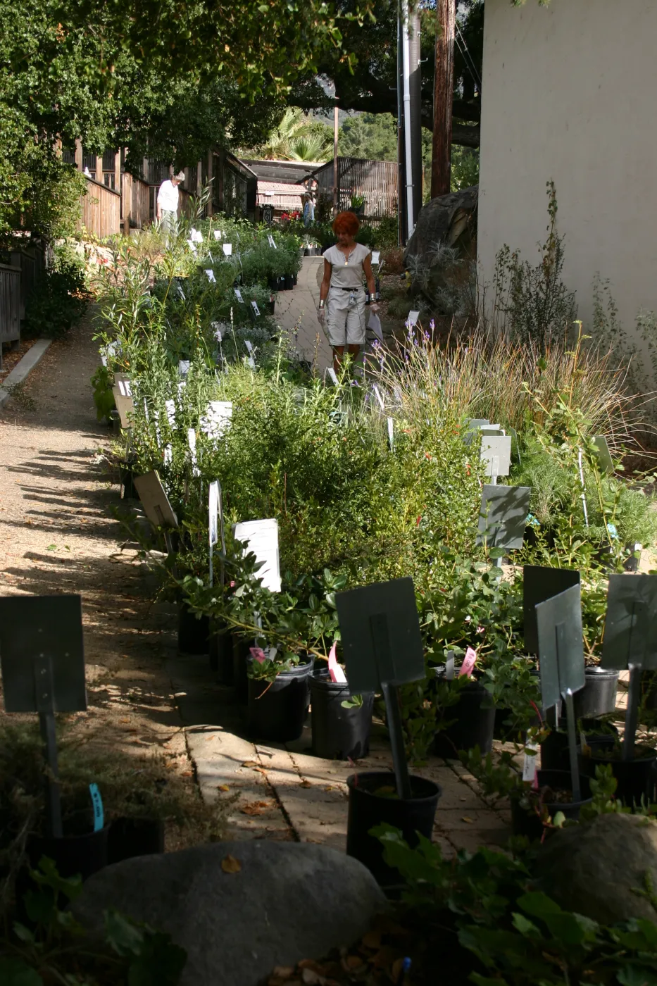 staff and volunteers setting up along the Herbarium building path, Fall Plant Sale, 2006