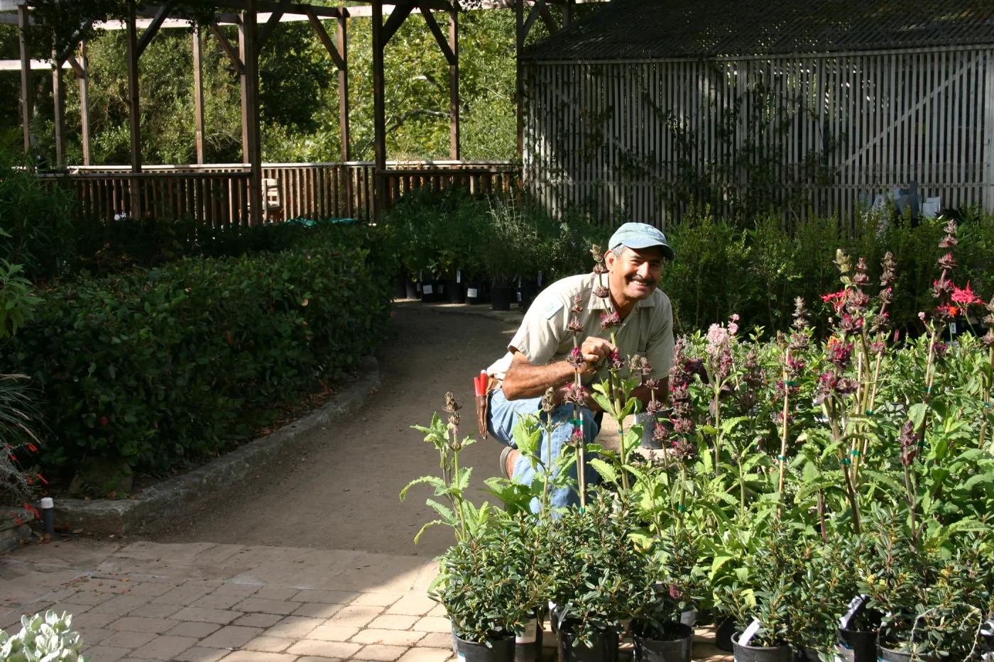 Manuel Gonzalez, setting up, Fall Plant Sale, 2006