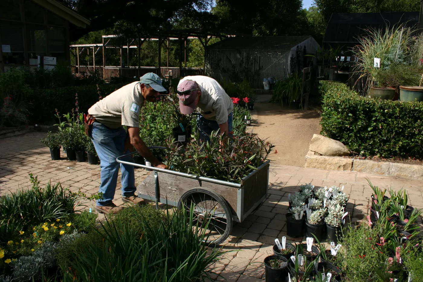 staff and volunteers setting up in the Courtyard, Fall Plant Sale, 2006