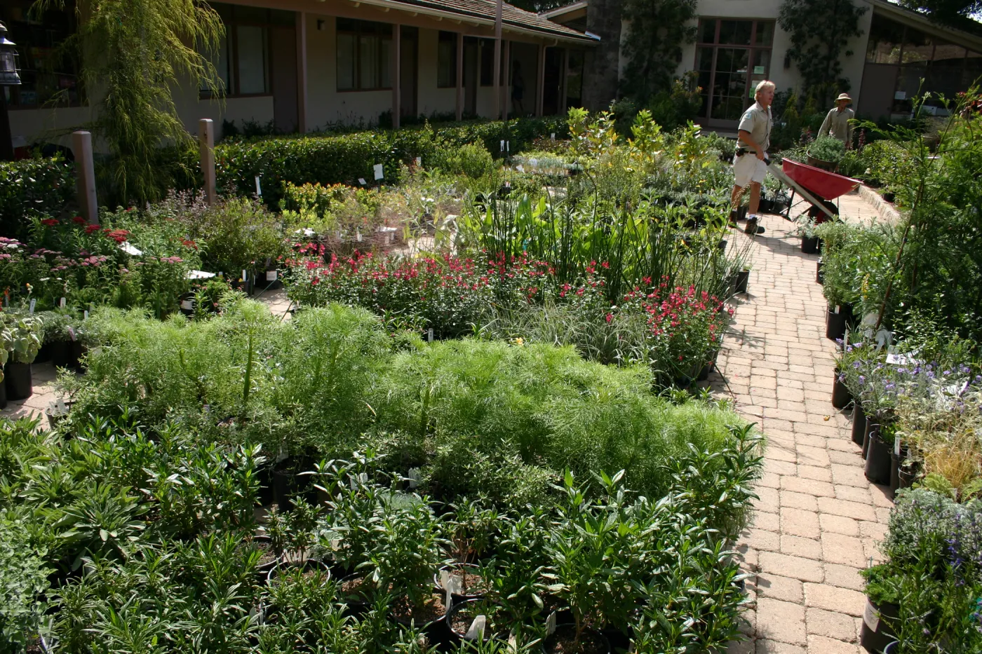 staff and volunteers setting up in the Courtyard, Fall Plant Sale, 2006