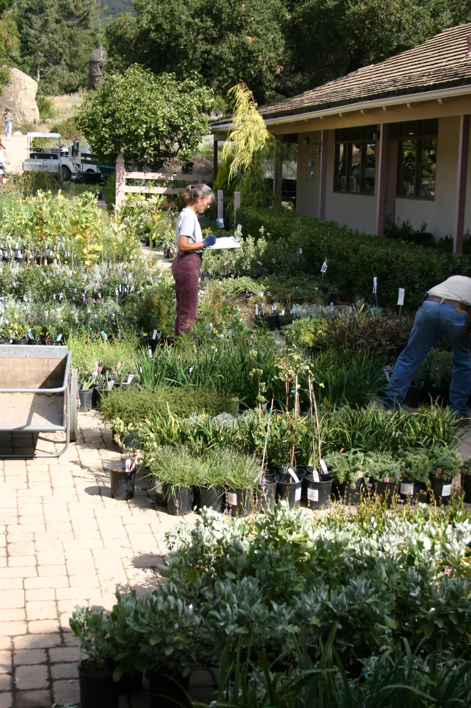 staff and volunteers setting up in the Courtyard, Fall Plant Sale, 2006