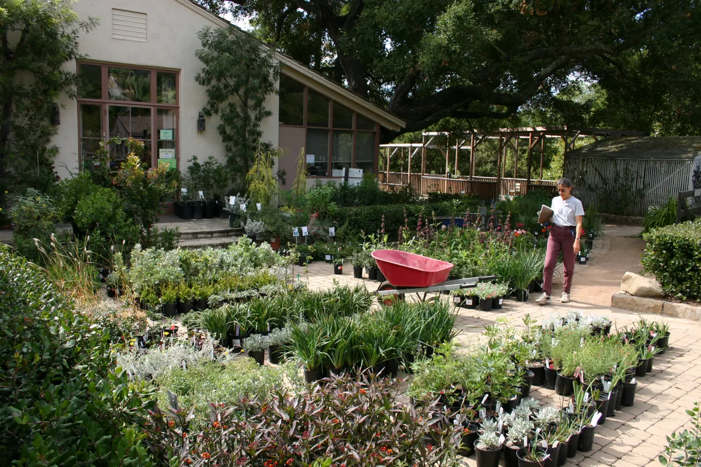 staff and volunteers setting up in the Courtyard, Fall Plant Sale, 2006