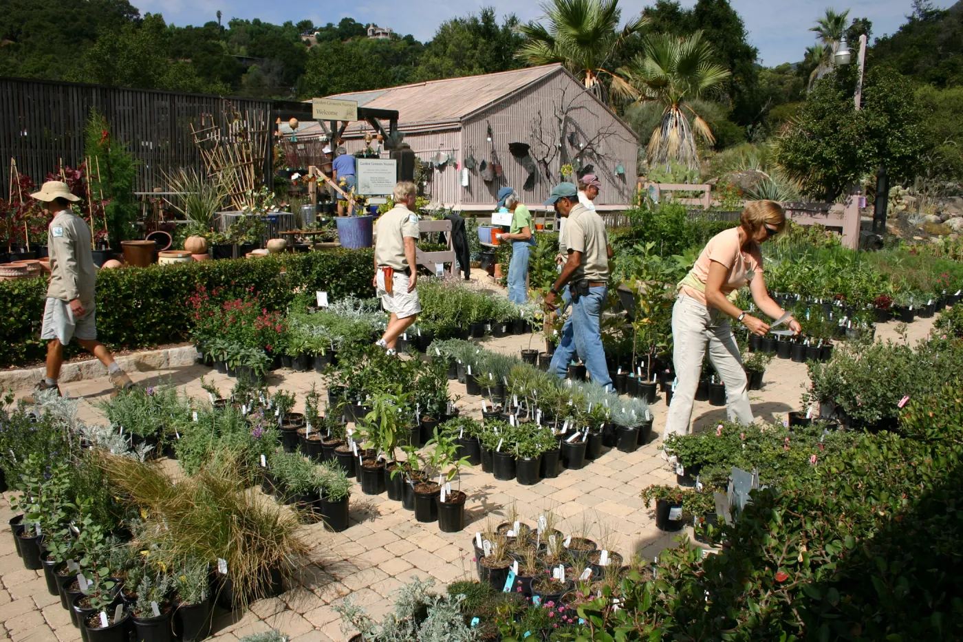 staff and volunteers setting up in the Courtyard, Fall Plant Sale, 2006