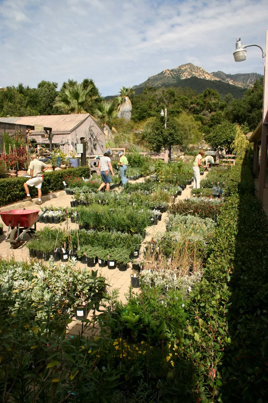 staff and volunteers setting up in the Courtyard, Fall Plant Sale, 2006