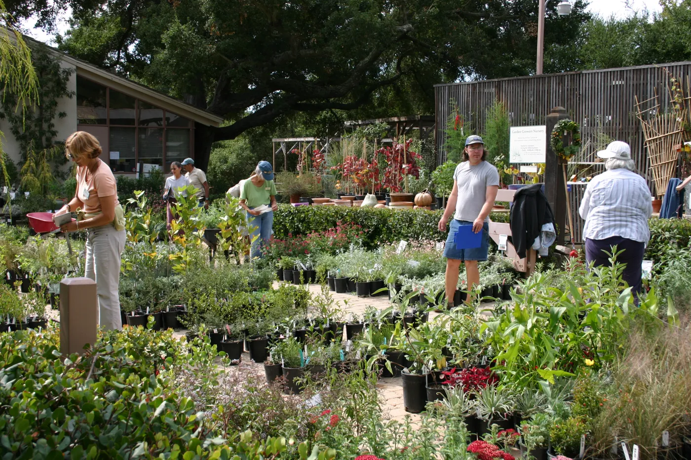 staff and volunteers setting up in the Courtyard, Fall Plant Sale, 2006