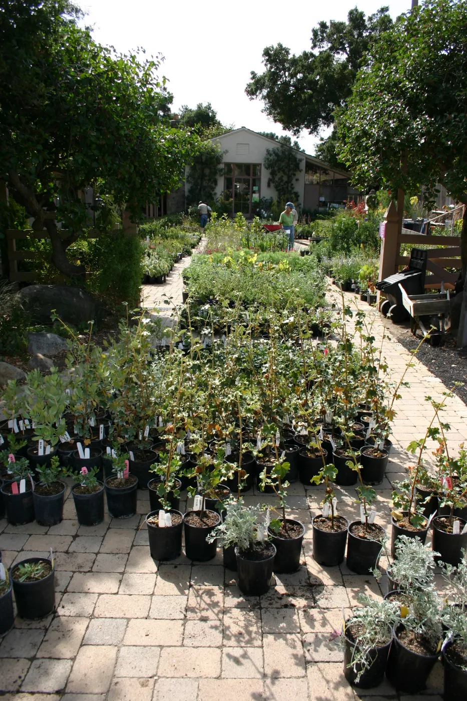 staff and volunteers setting up in the Courtyard, Fall Plant Sale, 2006