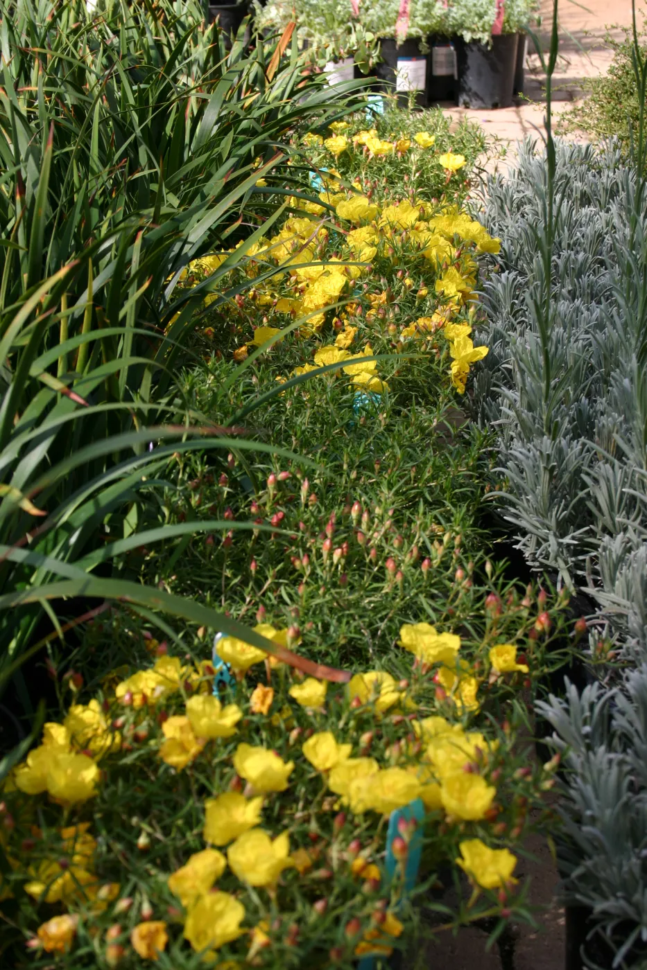 plants in bloom, Fall Plant Sale, 2006
