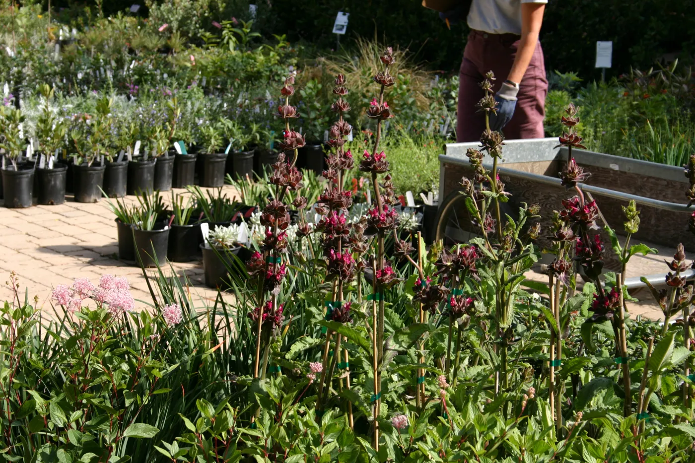 plants in bloom, Fall Plant Sale, 2006
