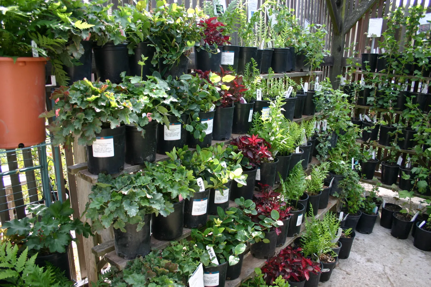 rows of potted plants inside the Garden Growers Nursery, Fall Plant Sale, 2006