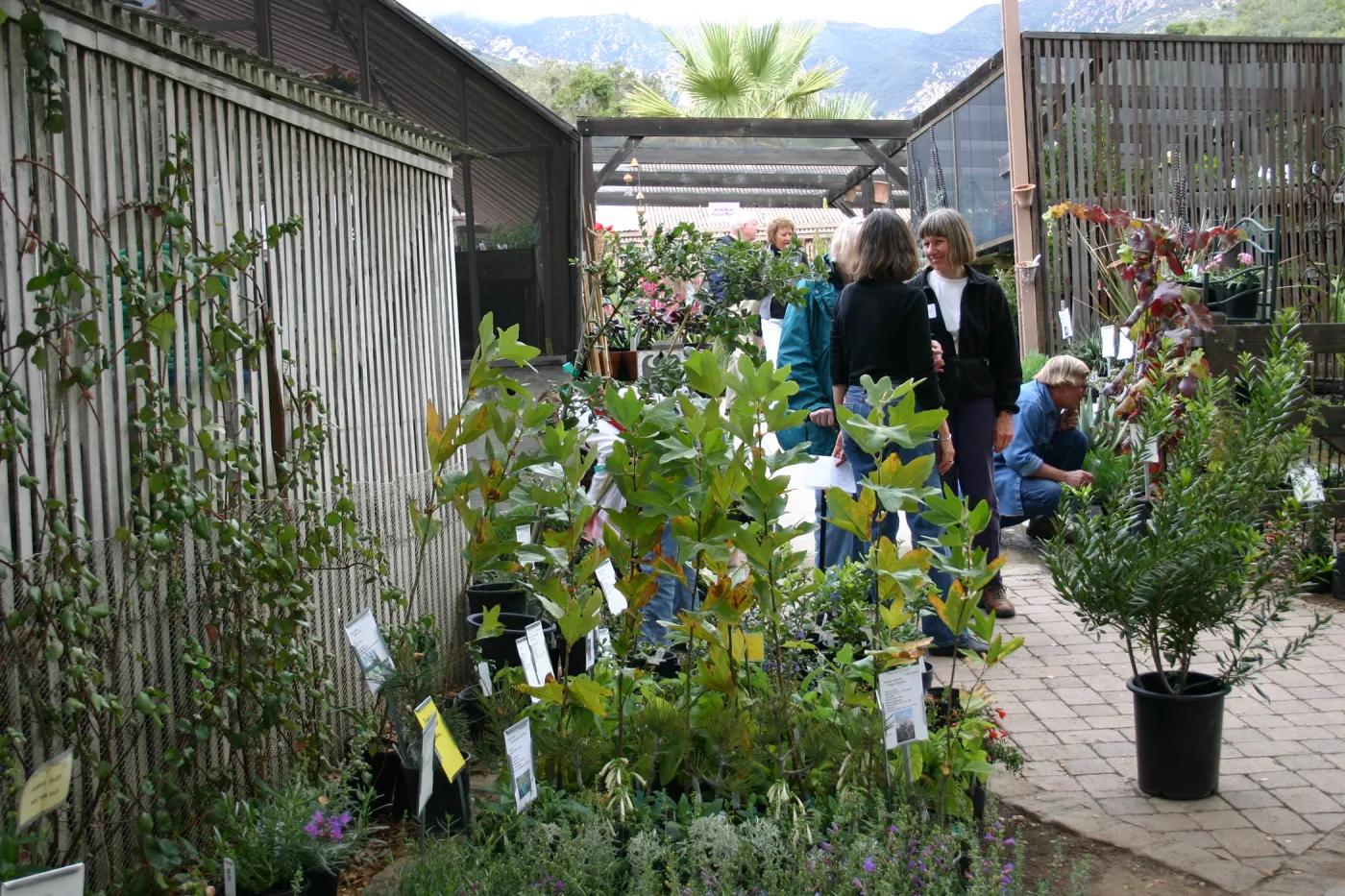 Fall Plant Sale Pre-Sale event, 2006