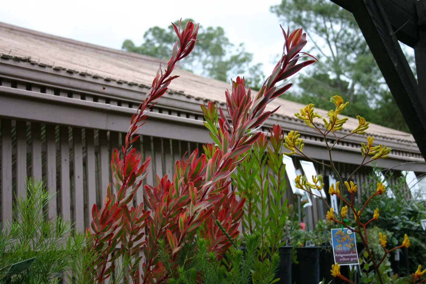 Australian native plants, Fall Plant Sale Pre-Sale event, 2006