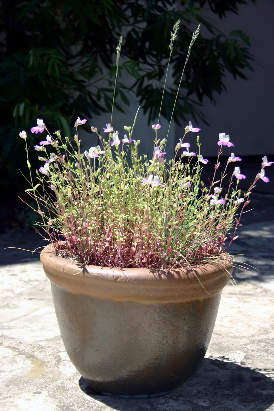 container garden, potted plant