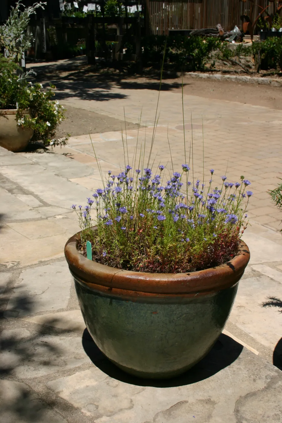 container garden, potted plant