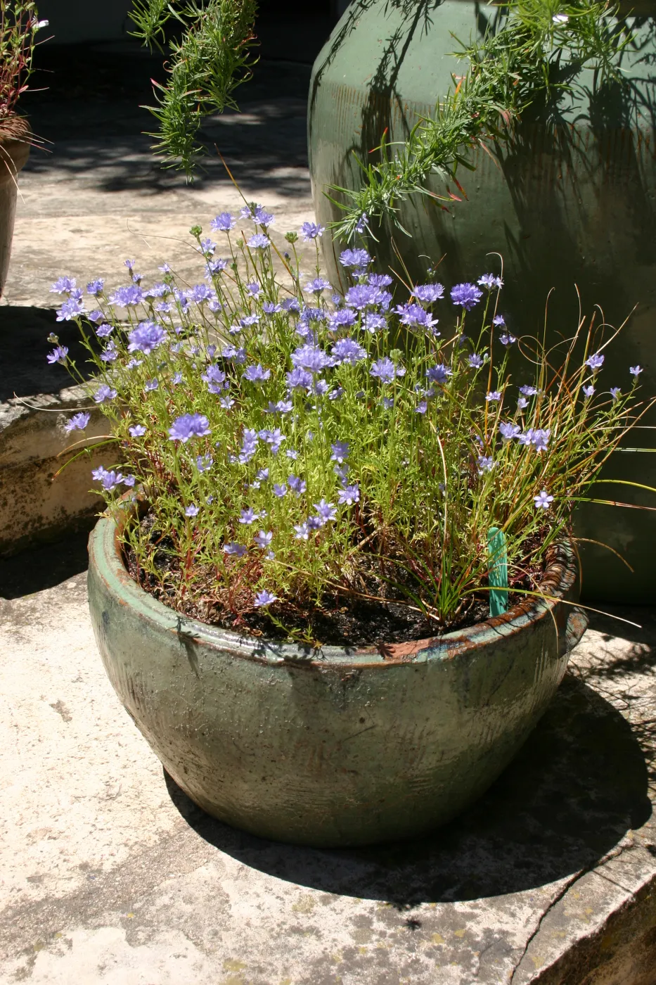 container garden, potted plant