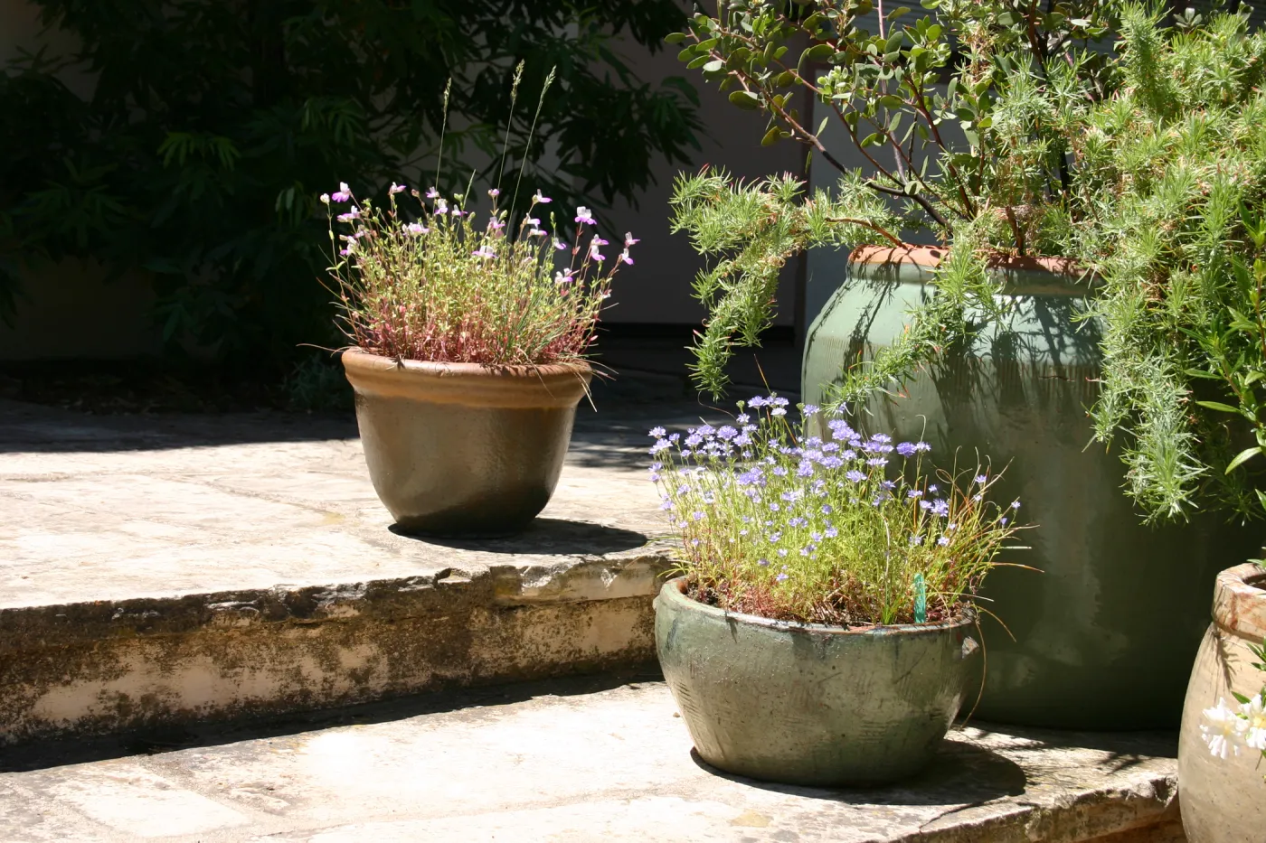container garden, potted plant