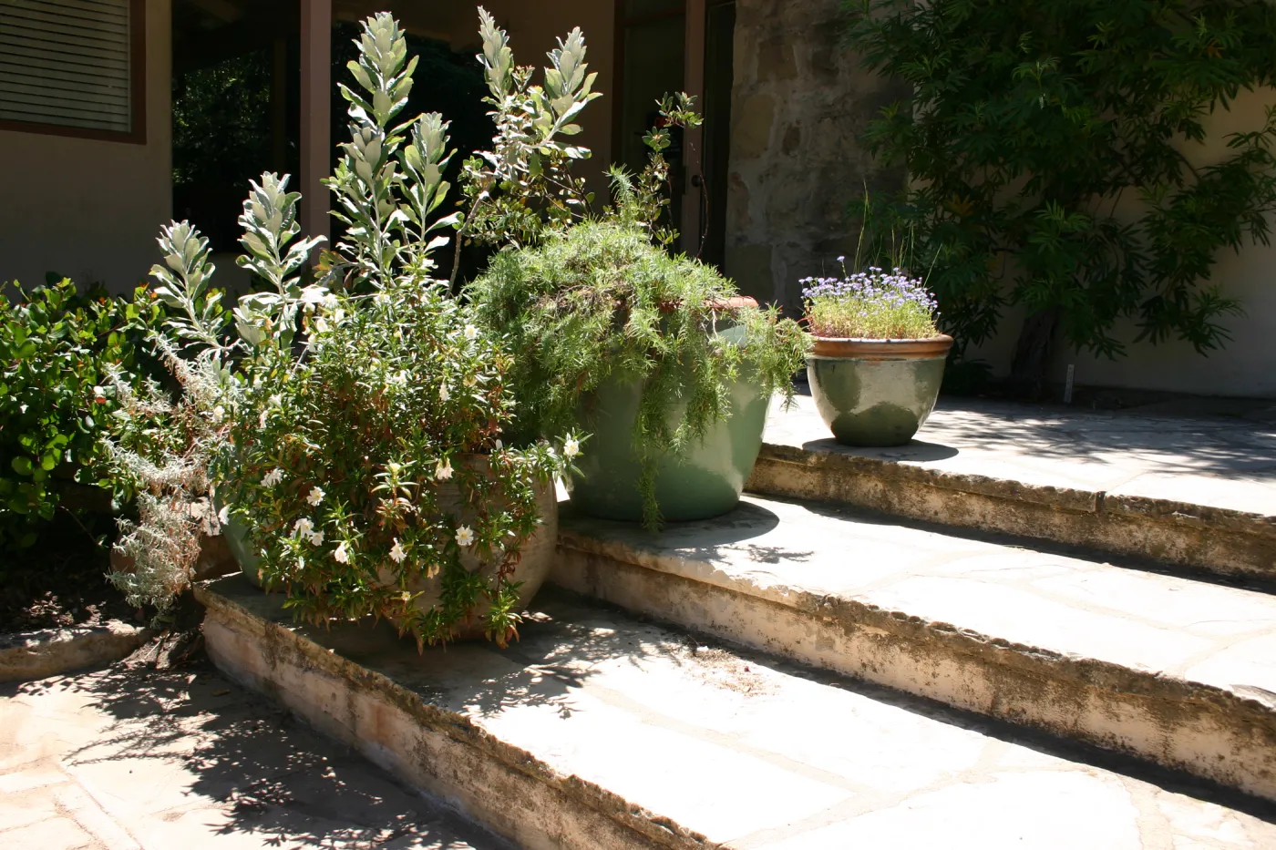 container garden, potted plant