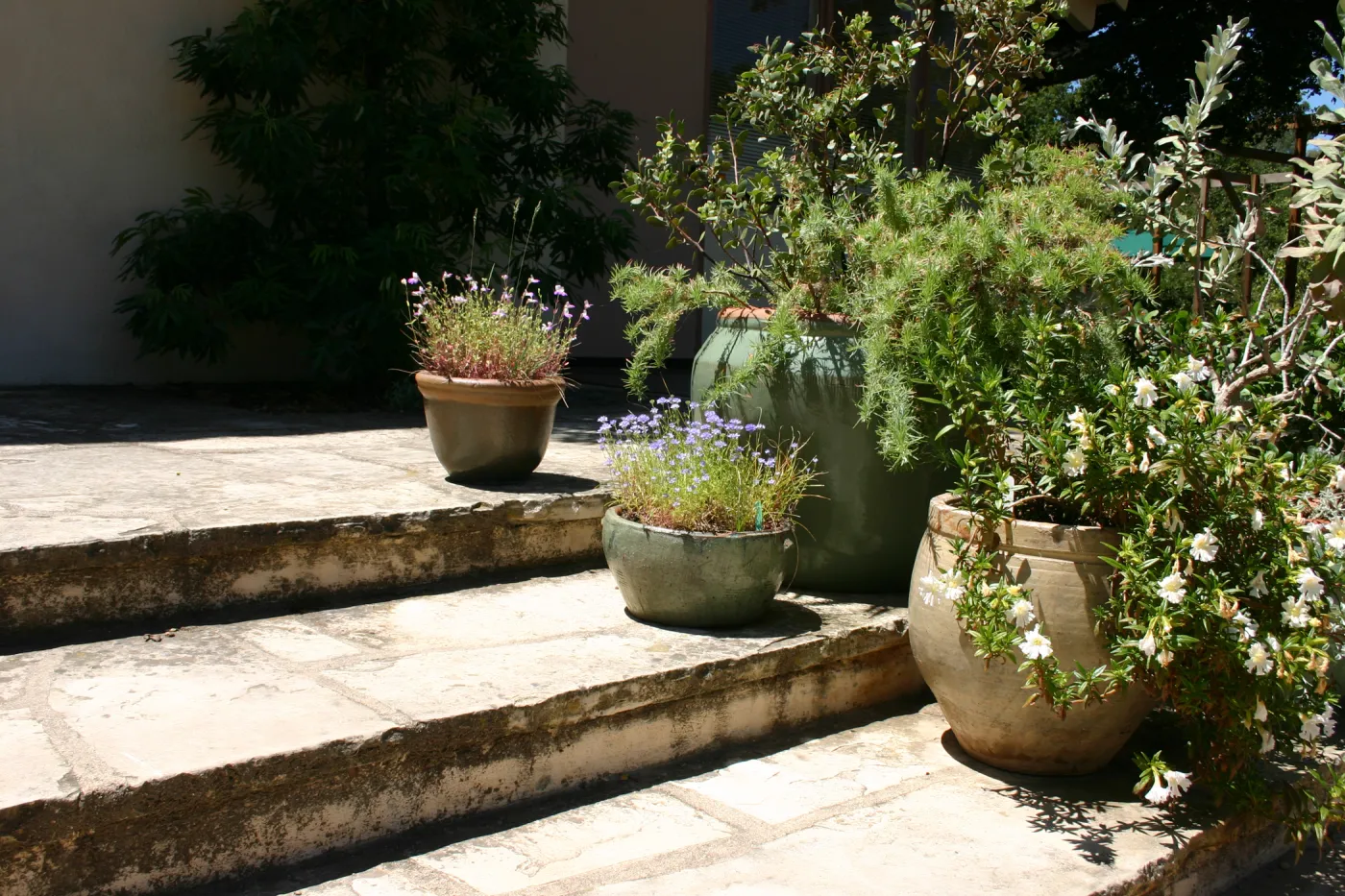 container garden, potted plant