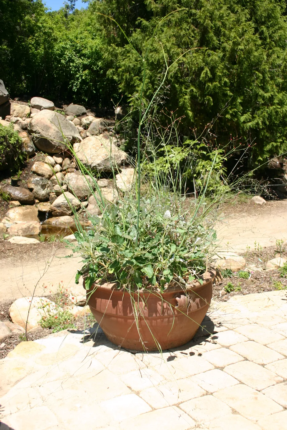 container garden, potted plant