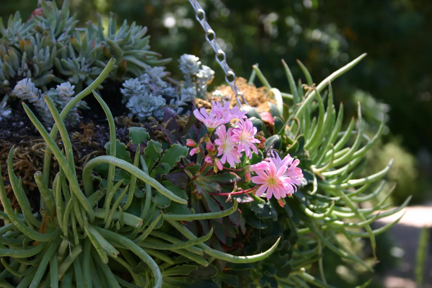 container garden, potted plant, hanging succulent garden